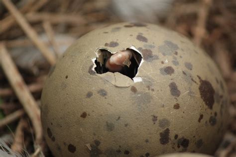 The Exciting Start: From Egg to Young Bird