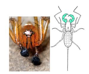 The Extraordinary Adaptations of Azure Arachnids
