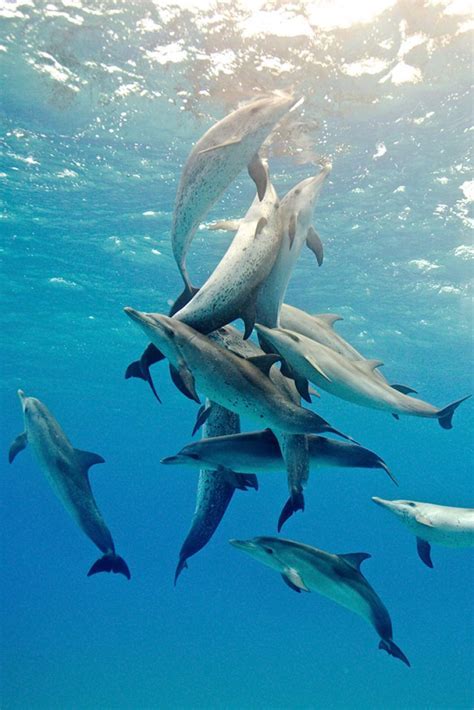 The Extraordinary Connection of Dolphin Pods