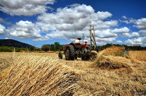 The Fantasies of a Harvested Wheat Field