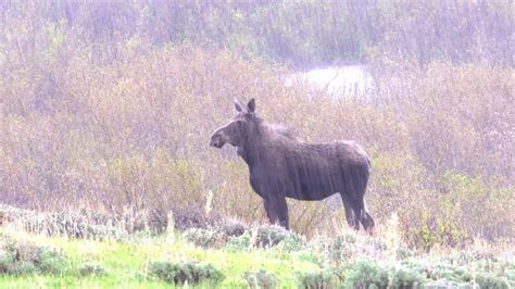 The Fascinating Evolutionary History of the Hornless Moose