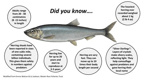 The Fascinating History and Cultural Significance of Herring