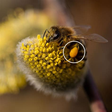 The Fascinating Journey of a Bumblebee's Pollen Collection