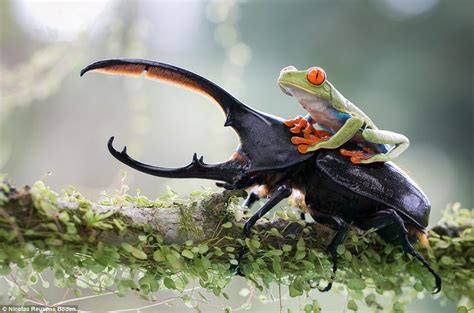 The Fascinating Journey of a Frog on a Beetle's Back