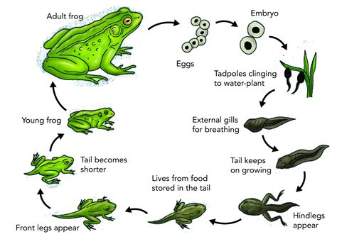 The Fascinating Life Cycle of Frogs: From Tadpole to Adult