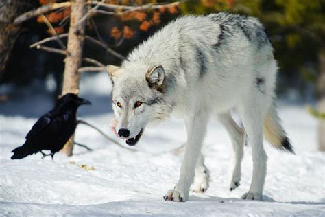 The Fascinating Link Between Wolves and Matrimony