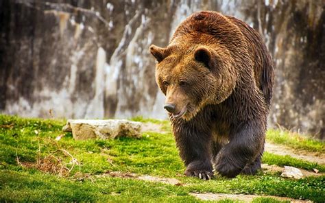 The Fascinating Mythology and Cultural Importance of Ursus Arctos