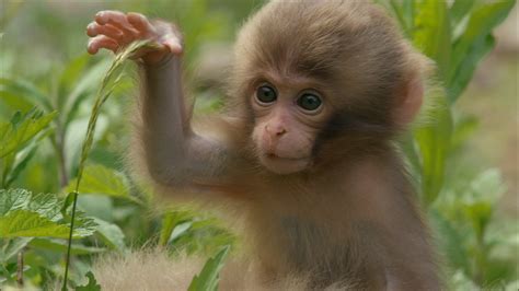 The Fascinating Nature of a Tiny Primate in Dreams