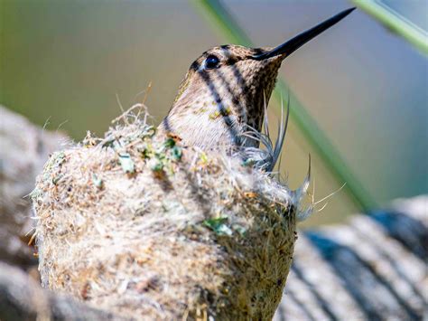 The Fascinating Nest-Building Behavior of the Plump Hummingbird