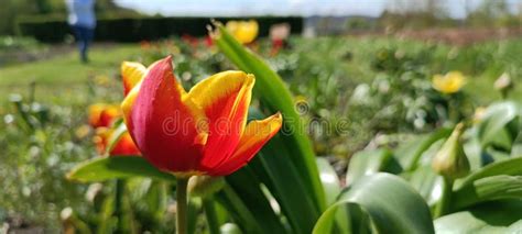 The Fascinating Patterns and Themes in Tulip Flower Dreams