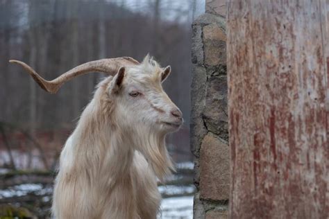 The Fascinating Phenomenon: Goat's Ability to Experience Vivid Imagery during Sleep