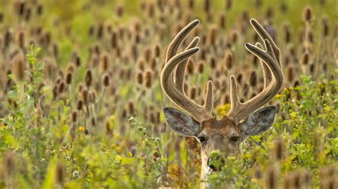 The Fascinating Realm of Deer Antlers