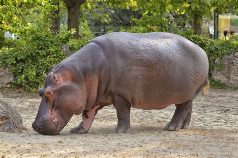 The Fascinating Role of the Hippopotamus in the Realm of Dream Interpretation