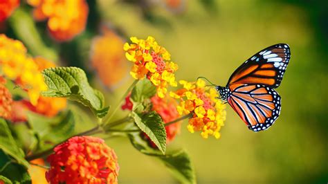 The Fascinating Science behind Why Butterflies are Attracted to Human Faces