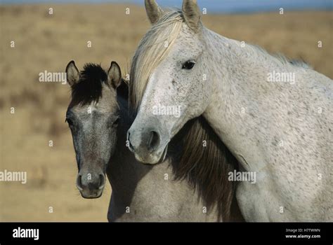 The Fascinating Significance of Dreaming about a Mare Accompanied by a Young Foal