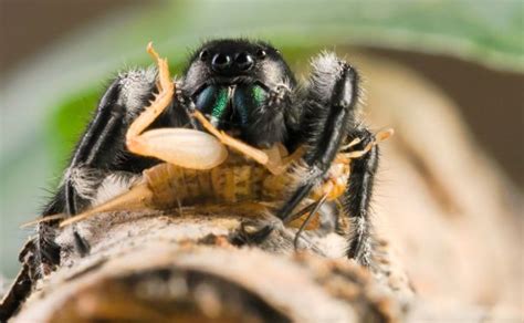 The Fascinating Sleeping Patterns of Arachnid Amphibians: Delving into their Nighttime Fantasies