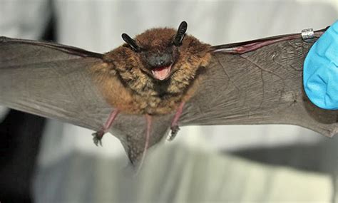 The Fascinating World of Bats