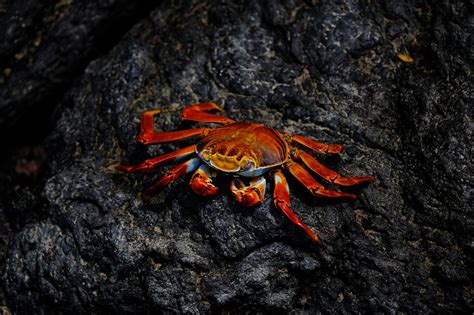 The Fascinating World of Dreaming Crabs