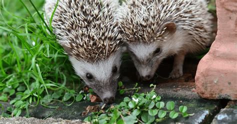 The Fascinating World of Hedgehogs