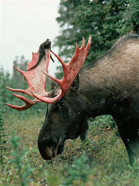 The Fascinating World of Moose Antlers