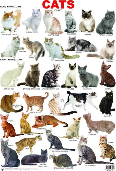 The Fascinating World of Various Cat Breeds