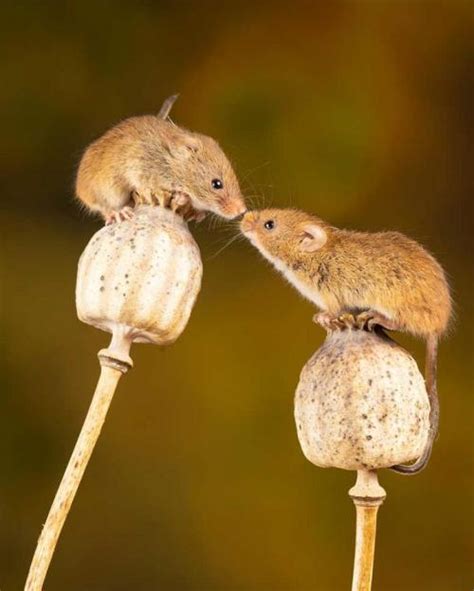 The Fascination of Miniature Mice: Revealing Their Mysterious Lives