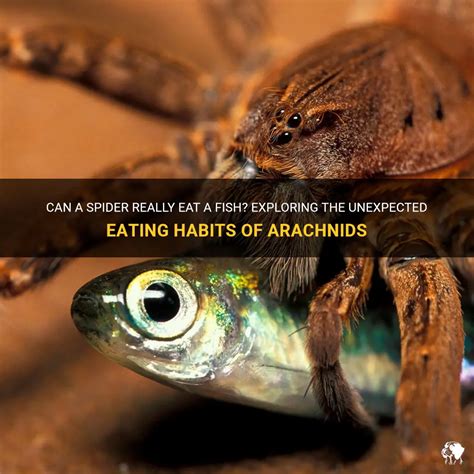 The Feeding Habits of Arachnid Crustaceans