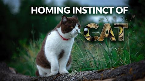 The Feline Instinct for Pursuit: Unlocking the Hunting Nature of Cats