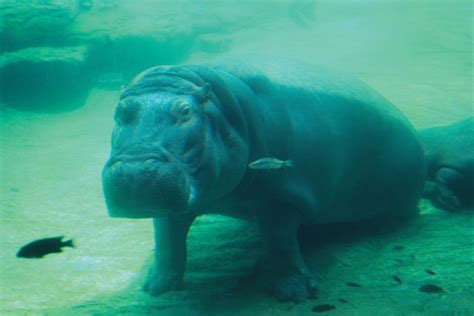 The Feminine Attributes Associated with Hippopotamuses