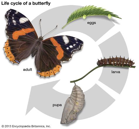 The Fish as a Symbol of Transformation and Metamorphosis