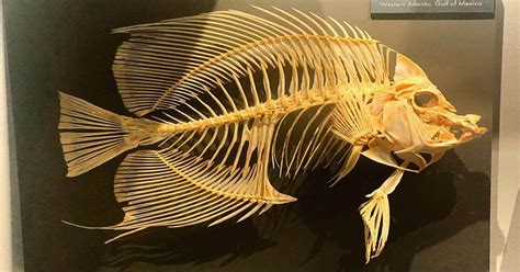 The Fish with Bones' Unique Adaptations: A Skeleton for Survival