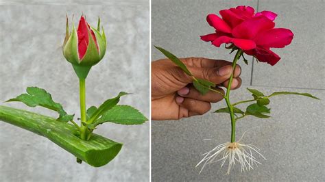 The Formation of Rose Buds: A Glimpse into their Enigmatic Creation