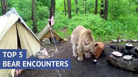 The Frightful Reality of a Bear encounter