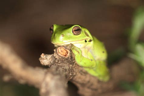 The Frog's Remarkable Versatility: Thriving in Diverse Environments