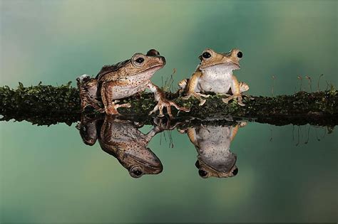 The Frog as a Reflection of Inner Emotions