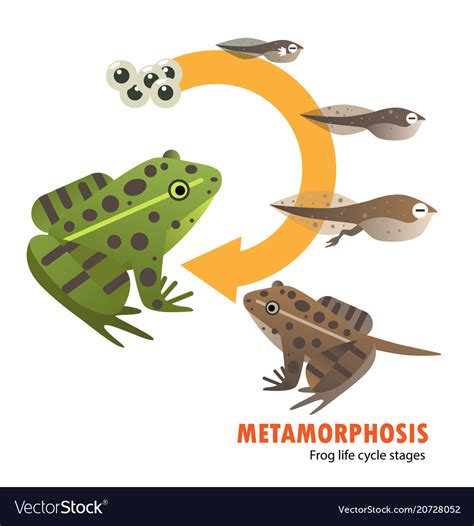 The Frog as a Symbol of Metamorphosis and Rejuvenation