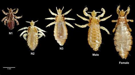 The Fundamentals of Lice: An Introduction to the Insects and Their Mode of Transmission