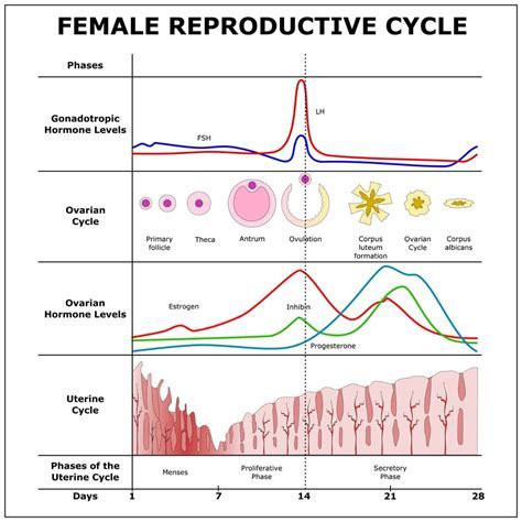 The Fundamentals of Menstruation