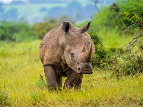 The Future of Rhinoceroses: Promising Initiatives and the Role of Each Individual