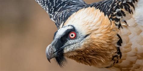 The Giant Raptor: Unveiling the Magnitude of the Earth's Largest Bird of Prey