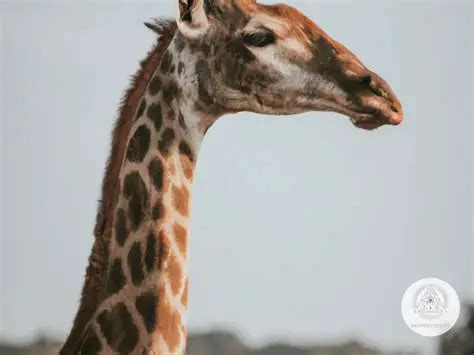 The Giraffe as a Powerful Symbol of Grace and Elegance