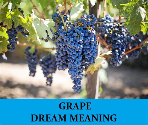 The Grape Dream: A Journey Towards Manifesting Wealth and Success