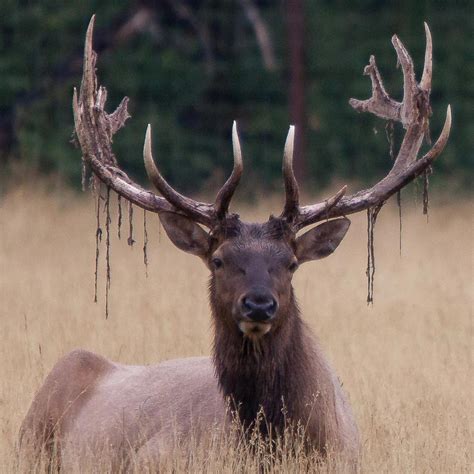 The Growth and Development of Moose Antlers