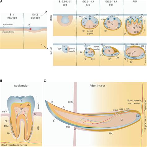 The Growth of Permanent Teeth: Shedding Light on the Process