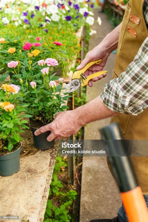 The Healing Effects of Nurturing a Potted Blossom