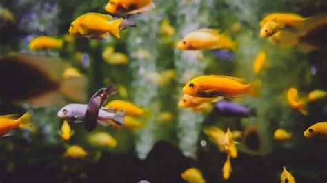 The Healing Power of Aquariums