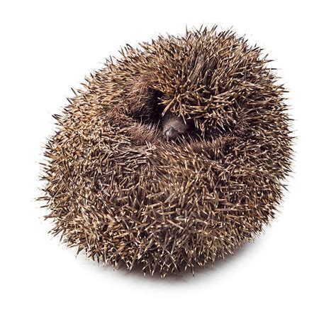 The Hedgehog as a Symbol of Protection and Defense