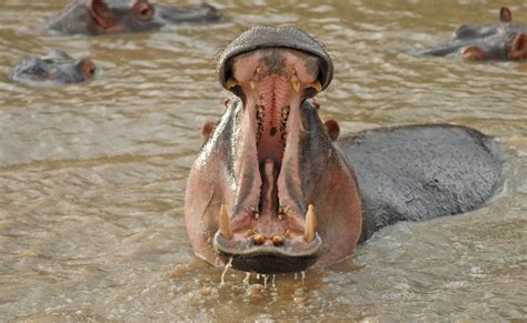 The Hidden Meanings of a Hippopotamus Dream: Love and Relationships