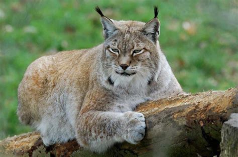 The Hidden Secrets: Unraveling the Enigmatic Reveries of the Majestic Lynx