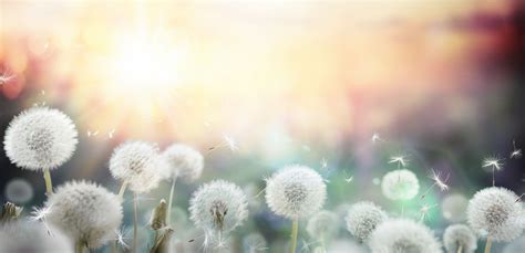 The Hidden Significance of Dreaming about Receiving Dandelions